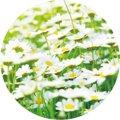 カミツレ花エキス