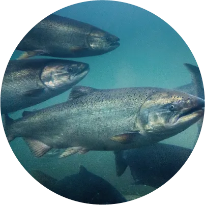 水溶性プロテオグリカン