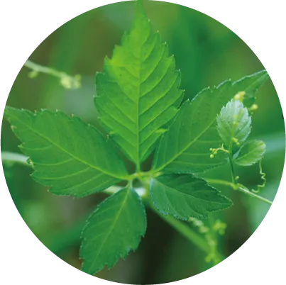 アマチャヅル葉エキス