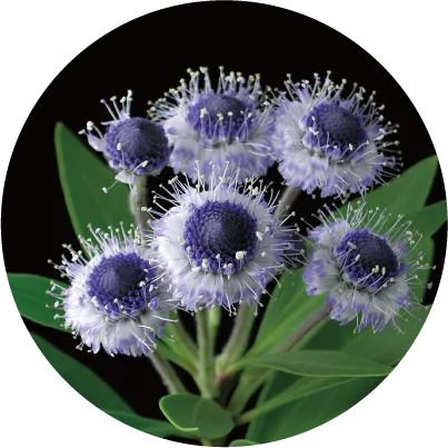 グロブラリアコルジホリアカルス<br>培養エキス