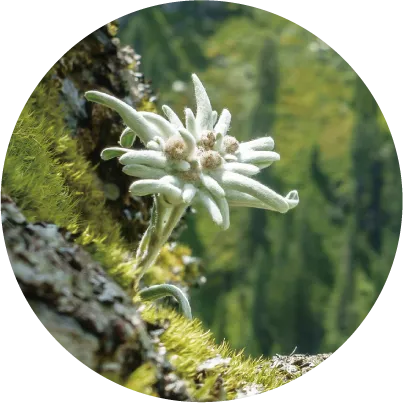 エーデルワイスエキス<br>（エーデルワイスカルス培養エキス）